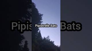 Pipistrelle Bats One of natures great nocturnal displays [upl. by Diann]