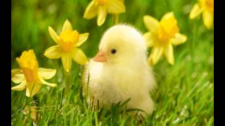 Springtime Springtime Here We Go Lyrics with Song  Nursery Rhymes  EnglishOfficial [upl. by Turpin]