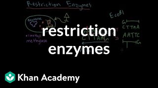 Restriction enzymes [upl. by Ilegna]