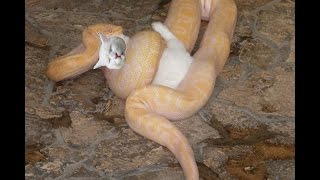 Python Snake eats cat Viewer discretion advised [upl. by Adnwahs110]