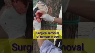 Surgical removal of tumour in cow Dr alok vet club [upl. by Rocco522]