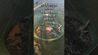 Menangkap ratusan ikan kecil [upl. by Eatnohs767]