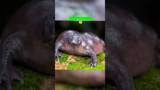 THE UGLIEST ANIMALS IN THE WORLD🤢🐗 shorts [upl. by Leynwad318]