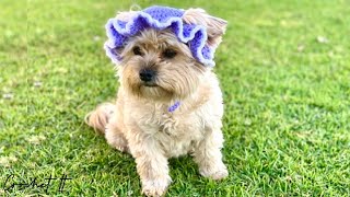 Crochet Pet Dog Bucket Hat  Small  Full tutorial  Crochet It [upl. by Allimak417]