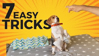 7 Cool Tricks to Teach your Beagle with stepbystep Guide [upl. by Airamesor939]