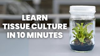 Tissue Culture Beginners Guide  Learn ALL the Basics [upl. by Stone690]