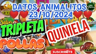 ✅ DATOS ANIMALITOS 23102024 LOTO ACTIVO GRANJITA GUACHARO TRIPLETA QUINIELa SUPER CALIENTE 🔥🔥🔥❤️ [upl. by Ellenwahs]