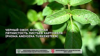 Черный ожог фомозная пятнистость листьев картофеля Phoma andigena Turkensteen [upl. by Ellehcirt]