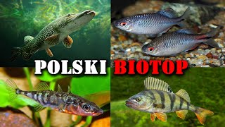 Polskie RYBY w Akwarium 🐟 Akwarystyka Zimnowodna [upl. by Ahsena]