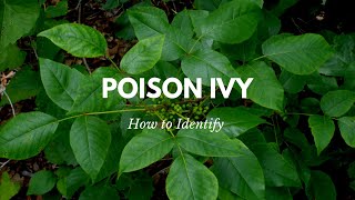 How to Identify Poison Ivy [upl. by Michaelina]