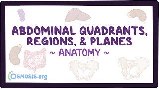 Abdominal quadrants regions and planes [upl. by Nosak586]