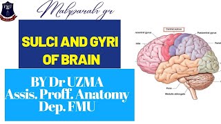 OSPEAnatomy of Sulci and Gyri of human Brain Neuroanayomy 2ndYearMBBS FunctionalAreasOfBrain [upl. by Mcclenon]