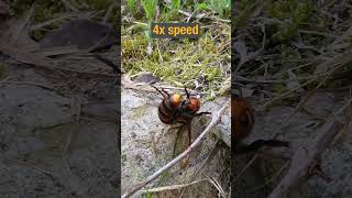 Using CO2 to Temporarily Immobilize a Giant Hornet Queen [upl. by Eecak]