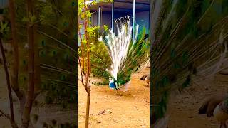 Peacock In The Wind Beautiful Colourful Natural Peacocks Video Beauty of peacocks nature part261 [upl. by Innor]