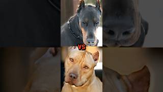 PIT BULL VS DOBERMANGREY WOLF TIBETAN MASTIFF [upl. by Atteuqcaj692]