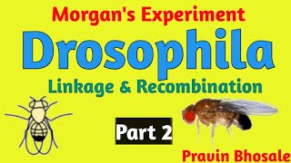 Morgans Experiment  Drosophila  Cross 2  Body colour and Wing Size  Part 2 [upl. by Oelgnaed]