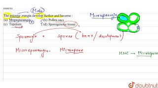 The microsporangia develop further and become [upl. by Hasen]