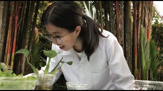 Phytoremediation Home Based Experiment [upl. by Hcardahs352]