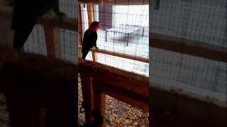 Greenfishers pair first egg😍😘 trendingshorts animalbreeding youtubeshorts parrot birds [upl. by Ainimre]