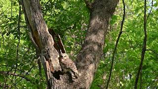 Barred Owl fstopdotcom Z9 ecotourism wildlife nesting Nikon birdwatching Z9 [upl. by Tevlev]