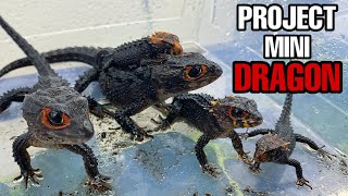 Project Mini Dragon UPDATE All of my RedEyed Crocodile Skinks [upl. by Nomae802]