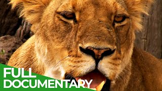 The Last Lion of the Liuwa Plain  Free Documentary Nature [upl. by Coop]