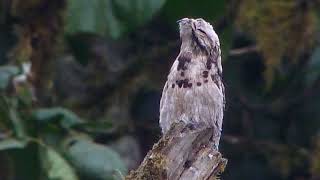 The Great Potoo bird sound effectThe Camouflage Expert [upl. by Ecnerret]