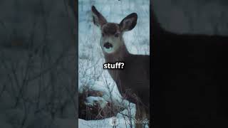 A Deer’s First Snow – Watch a fawn experience snow for the first time leaping and playing facts [upl. by Lahcim]