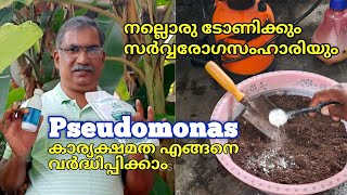 സ്യൂഡോമോണസ്‌  Pseudomonas  സർവരോഗസംഹാരിയും നല്ലൊരു ടോണിക്കും  Usage and Benefits  Krishi Tips [upl. by Akimehs]