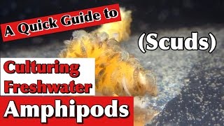 Culturing Freshwater Amphipods ScudsA Quick Guide [upl. by Kariotta]