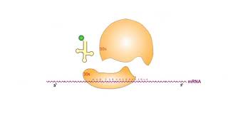 Protein Synthesis Inhibitors antibiotics animation video [upl. by Prentice575]