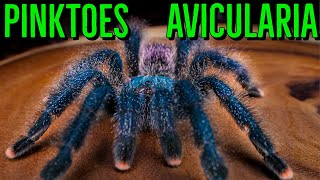 Avicularia Communals amp Pinktoe Tarantula Care YOU Should Know [upl. by Jeaz262]