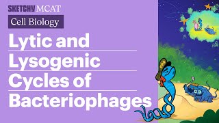 Lytic amp Lysogenic Cycles Bacteriophages Explained Full Lesson  Sketchy MCAT [upl. by Yc]