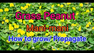 How to growPropagate Grass peanutpinto peanutmanimaniArachis pintoi [upl. by Annaj]