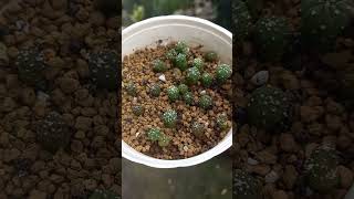 astrophytum seedlings plantsmakepeoplehappy gardening [upl. by Nodnar]