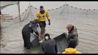 VIDÉO Indre  la saison de la pêche détang est lancée en Brenne [upl. by Leahcym]