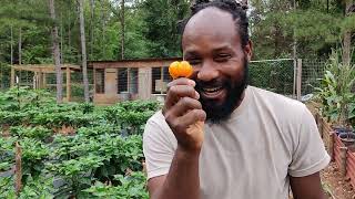 Scotch Bonnets Peppers Are Ready to Start Harvesting [upl. by Helms]