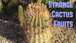 Strange Cactus Fruits Review Barrel amp Torch  Weird Fruit Explorer Ep 238 [upl. by O'Driscoll]