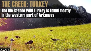 The Creek Wild Turkey in Arkansas [upl. by Mariandi]