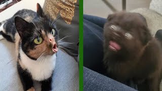 BEST CAT MEMES COMPILATION OF 2020 PART 27 FUNNY CATS [upl. by Llirret884]