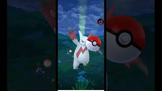 1700 cp zangoose Pokemon in wild in Pokemon gopoker [upl. by Ecidnacal]