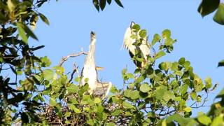 Grey Heron Chick  Gular Flutteringavi [upl. by Neb668]