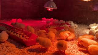 baby chicks at one day old no cut [upl. by Sams945]