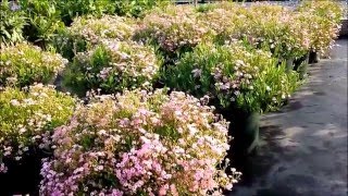 Best Perennials  Gypsophila Filou Rose Babys Breath [upl. by Phillada]