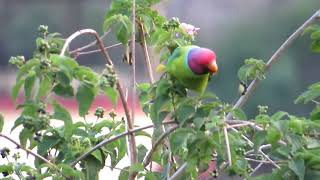 Plum headed parakeet Psittacula cyanocephala [upl. by Rebecka262]