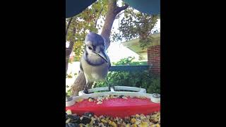 Downy woodpecker and blue jay [upl. by Ettelegna435]