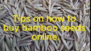 Tips on how to buy bamboo seeds online [upl. by Ayanej]