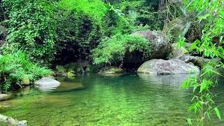 The Most Pleasant Nature Sounds Gentle Stream Flow and Forest Birds Forget Stress and Relax ASMR [upl. by Utta]