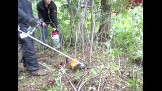 Invasive Buckthorn Removal Timelapse Removing Buckthorn Trees amp Bushes in Minnesota [upl. by Arand]