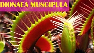 La Dionaea Muscipula  Plante Carnivore [upl. by Akemahc]